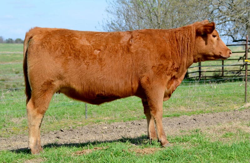 SERAA Springtime Grass Sale - Southeast Red Angus Association