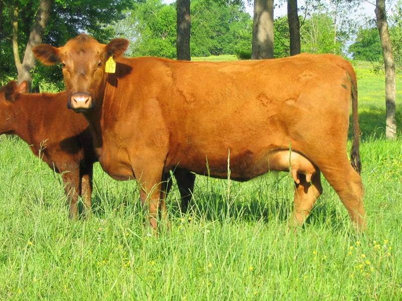 SERAA | Southeast Red Angus Association